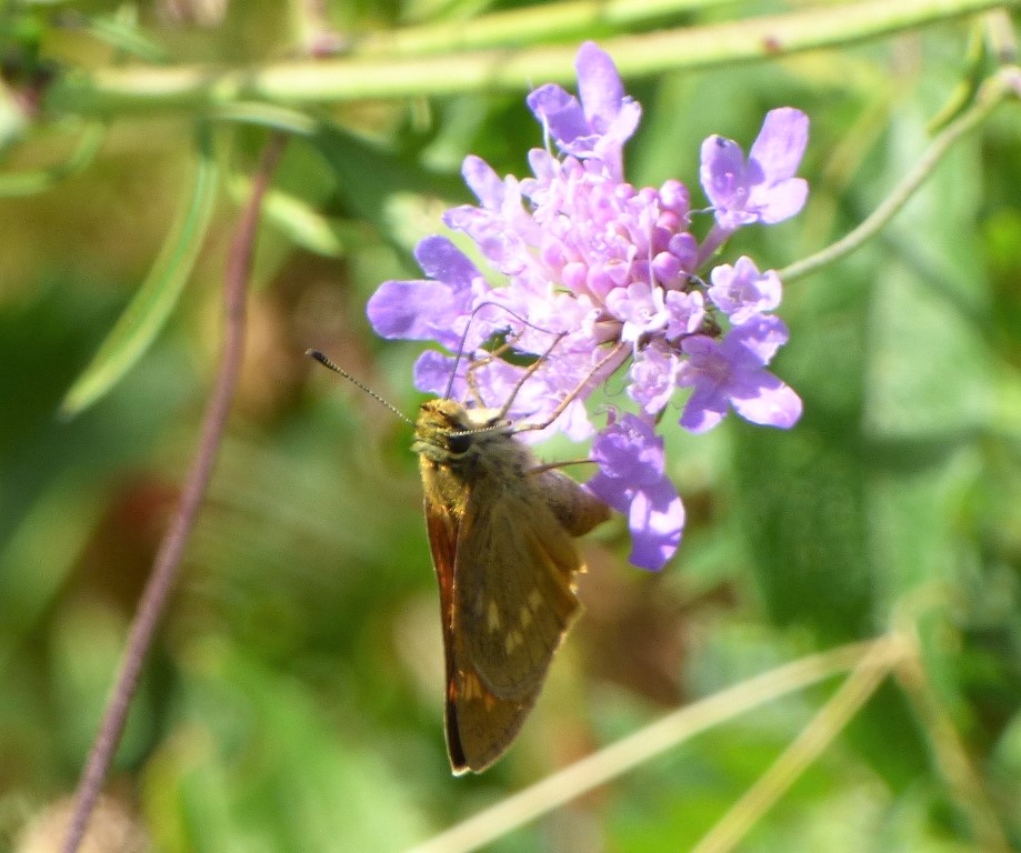 Ochlodes Venatus?